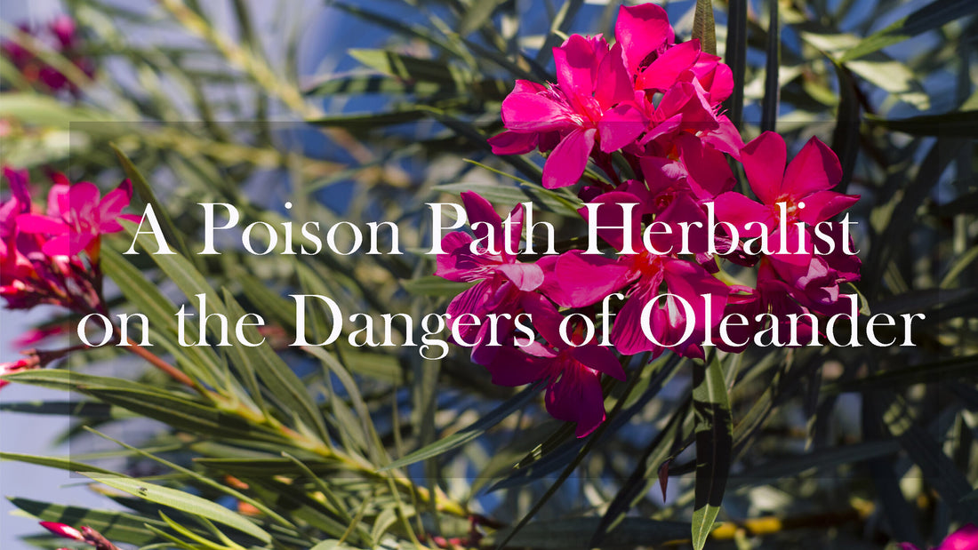 A Poison Path Herbalist on the Dangers of Oleander